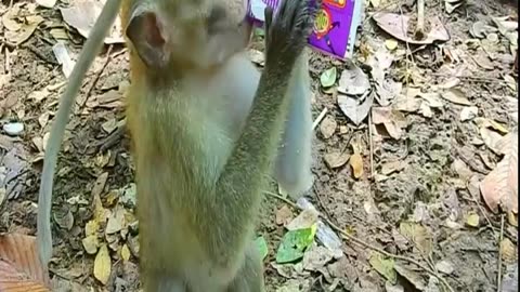 "Hilarious Monkey Milk Mustache Moments: Watch These Funny Primate Videos Now!"