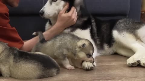 The Cutest Husky Puppies! My Dogs Are Afraid of Puppies.... SUBSCRIBE