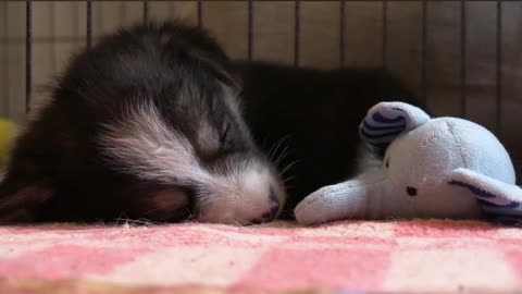 Cute puppy sleeping🐶🧸💛