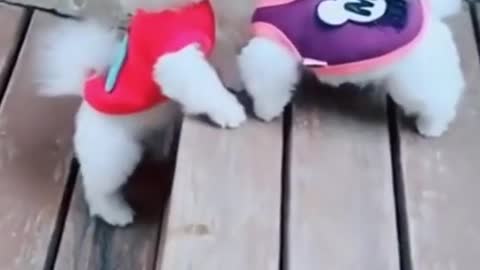 Cute puppies kiss on a date