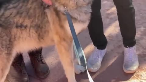 Friendly Wolfdog Demolishes Big Bad Wolf