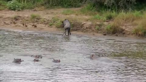 If these animal encounters weren't filmed, no one would believe them