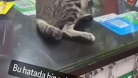 funny 🤣😂 cats