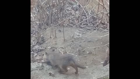 Fox kits playing