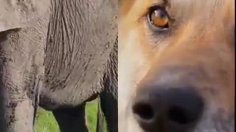 Unbreakable Friendship- Elephant and Dog’s Heartwarming Bond at Sanctuary will Melt Your Heart 🐘🐕
