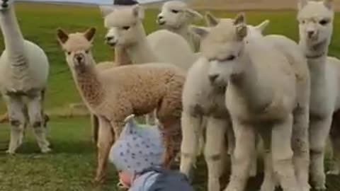 Beautiful animals in a beautiful nature, and the child's reaction increased their beauty.