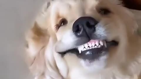 cute and funny dog video