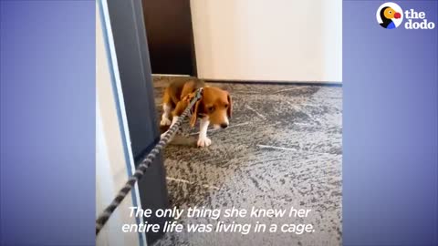 Shaking Beagle Rescued From Lab Becomes So Playful | The Dodo Foster Diaries