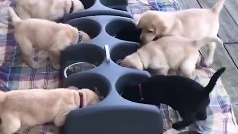 20 Minutes of Adorable Puppies 🐶
