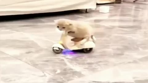 The Cat is Driving a Scooter - Cat's Funny video - Kids Video for Fun