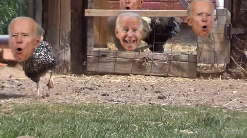 Biden Chickens