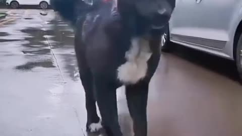 Funny animal 🤣 dog videos