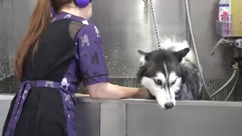 Lunatic Husky swears at me her whole groom