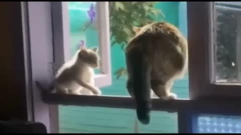 Funny Cats 2023 | Funny Animal Dogs | Funny Animal Videos |