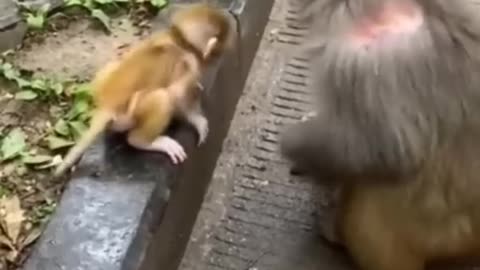 DNA :- Daddy's Najaayaz Aulad 🤣😅😜 | Animal funny dubbing | comedy dubbing | funny monkey