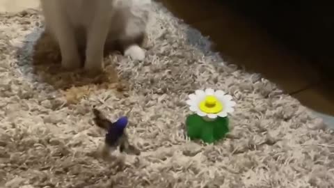Don't disturb cat funny 😆 video