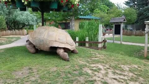 World largest tortoise extremely large