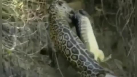 Adventurous Little Jaguar Hunts a Crocodile