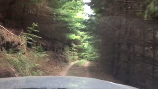 Driving through a Forest