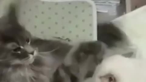 cute animal funny video 🐶🐨