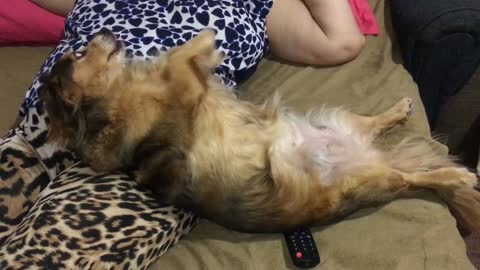 Sweet Dog Adorably Begs Owner For More Belly Rubs