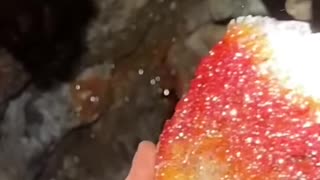 100ft underground! Digging for beautiful Vanadinite crystals in Arizona.