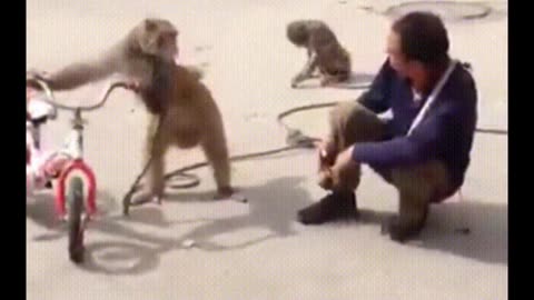 Funniest Monkey - cute and funny monkey videos (Copyright Free) Full HD