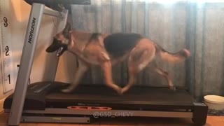 Dog Hits Treadmill And Seems Perfectly Comfortable Running