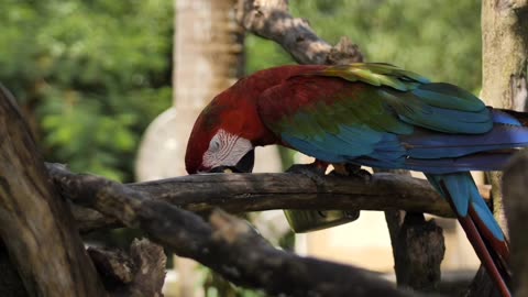 Macaw parrot feeding on a branch