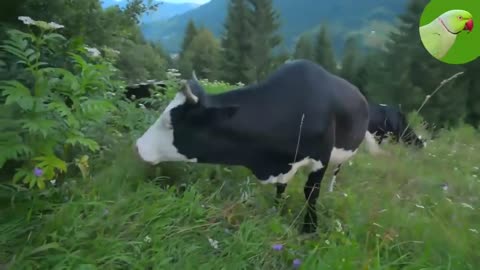 Cute Grazing Cow Compilation Video