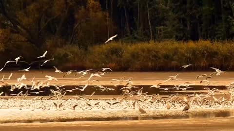 Flocks of seagulls fly free