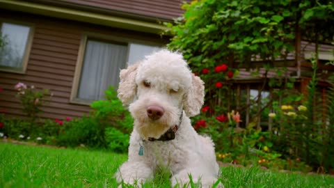 White dog looking at camera. White poodle dog lying on grass near house