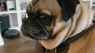 Whiny Pug