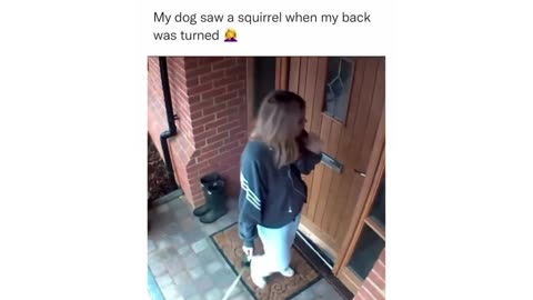 This Is What Happens When A Dog See’s A Squirrel!
