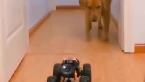 super funny dog videos from tiktok