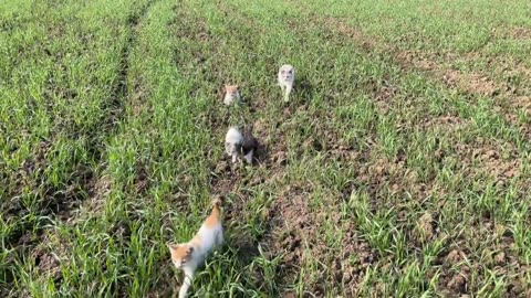 Green exploration in the wheat field