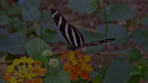 Beautiful Rainforest Butterflies