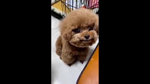 Cute Baby Animals Videos Compilation