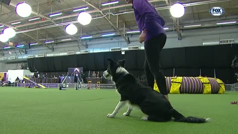 The Winner of back-to-back titles at the 2019 WKC Masters Agility