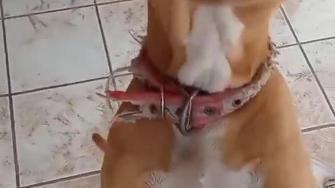 Funny dog trying to catch