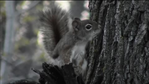 Red Squirrel Chatter