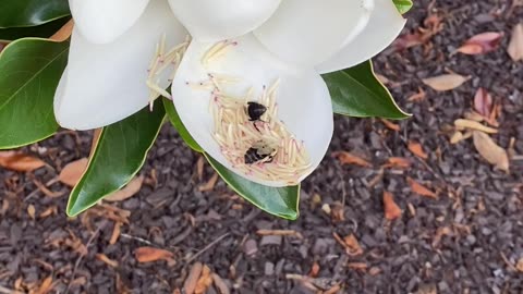 Bees being happy bees