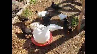 Ducks Quacking