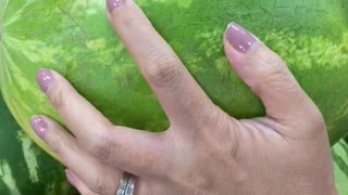How to pick a sweet watermelon