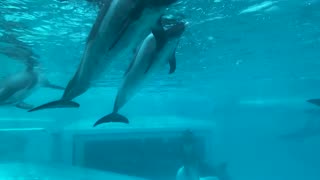 Soundtrack - Captive Dolphins - hunted in Taiji Japan