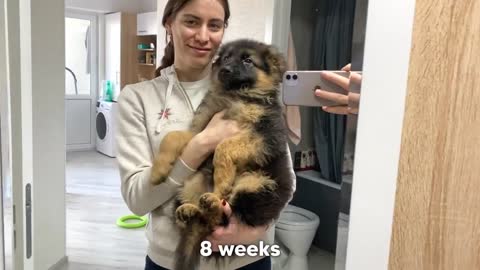 My German Shepherd's Puppy 6 Weeks Transformation