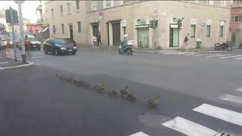 This little family with ducklings crossed the greenery to go to the pond in the city center
