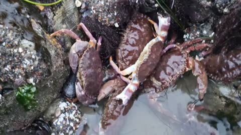 Angry crabs 🦀 tide pools fighting