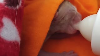 Premature Kitten Found and Fed