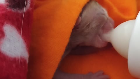 Premature Kitten Found and Fed